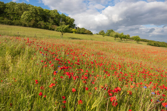 Mohnblumen bl&uuml;hen in der Eifel
