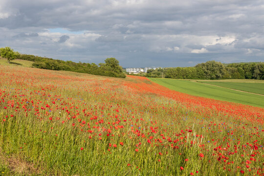 Mohnblumen bl&uuml;hen in der Eifel