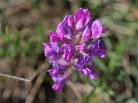 Lambert Locoweed (Oxytropis lambertii) Purple Wildflower Close-up in Colorado