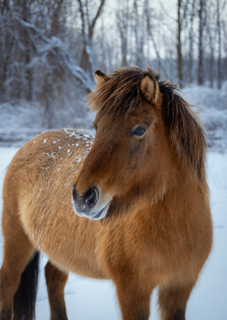 Bay dun Icelandic horse portrait in snowy winter pasture