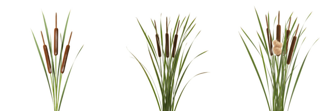 Set of Green Cattails Typha Reeds Marsh Plants in Vase PNG Collection
