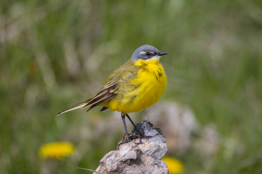 A yellow wagtail