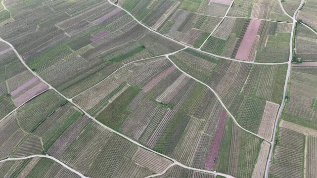 Aerial view of geometric vineyard patterns with dirt paths and lush green vines in Ribeauville, Grand Est, France.