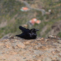 Obraz premium Fauna of Gran Canaria - Canary Islands Raven (Corvus corax canariensis) Perched on a Rock