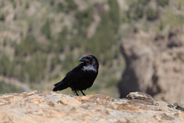 Obraz premium Fauna of Gran Canaria - Canary Islands Raven (Corvus corax canariensis) Perched on a Rock