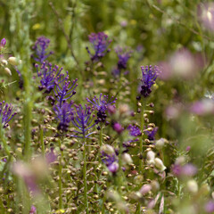 Obraz premium Flora of Gran Canaria - Leopoldia comosa, tassel hyacinth natural macro floral background