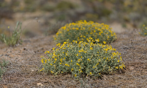 Flora of Gran Canaria - Lotus spartioides, endemic to the island, natural macro floral background 