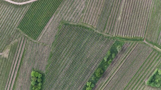 Aerial view of geometric patterns of lush green vine rows in the vineyards of Ribeauville, Grand Est, France.