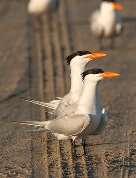 Terns on the beach