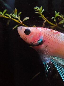 Betta closeup
