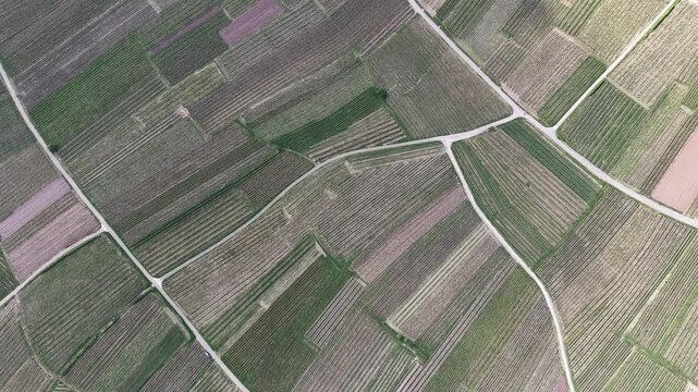 Aerial view of geometric vineyard plots and narrow rural roads in Ribeauville, Grand Est, France.