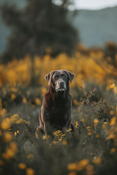 Labrador chocolat assis dans un champ de fleurs au printemps 