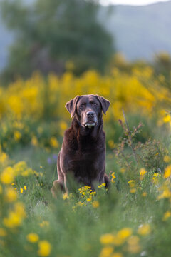 Labrador chocolat assis dans un champ de fleurs au printemps 