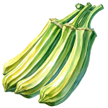 Okra, whimsical watercolor vector illustration with vibrant highlights and delicate strokes, isolated on a white background.