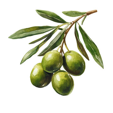 watercolor draw of Olive, isolated on a white background.