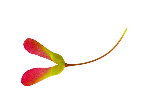 close up on helicopter seeds of red maple
