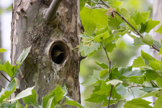 Junger Star schaut aus seinem Nest in einer Baumh&ouml;hle