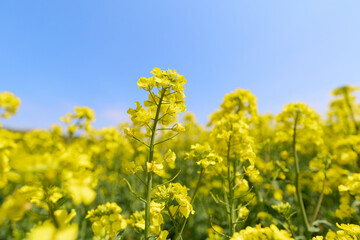 Obraz premium 菜の花畑と青空