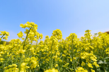 Obraz premium 菜の花畑と青空