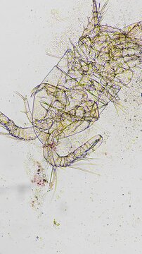 High magnification macro video of a living rotifer observed in laboratory setting under microscope. Specimen is isolated against white background to maximize contrast and highlight anatomical details.