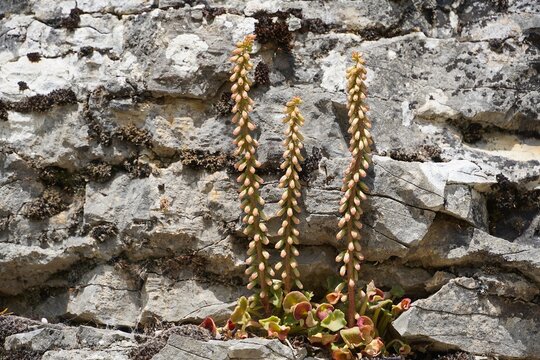 Wall pennywort, or Umbilicus rupestris, wild plants, on ancient stones, in Dodoni, Greece