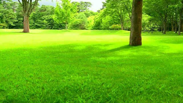 風に揺れる新緑の木々と芝生