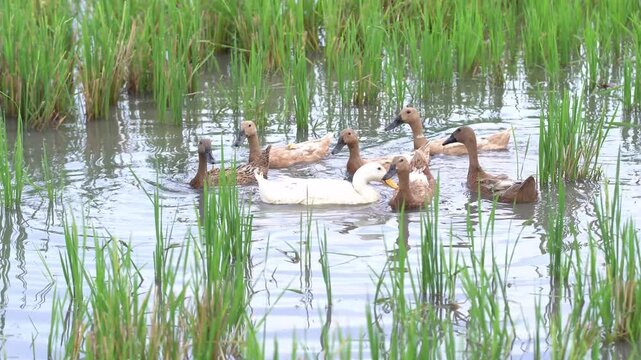 A Flock Of Ducks Swimming In A Lush Green Rice Paddy Field Under Soft Daylight