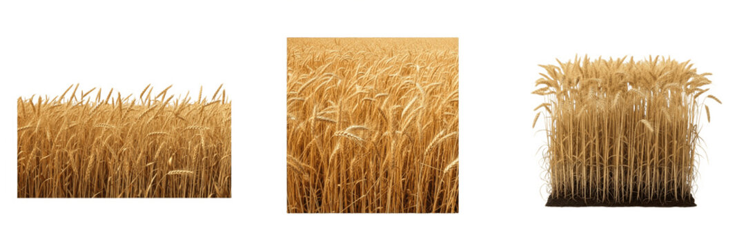 Golden Wheat Field Crops Isolated on Transparent PNG Background, Ripe Harvest Ears of Wheat for Agricultural Design, Natural Organic Grain Collection, Summer Farm Landscape Elements for Food Branding