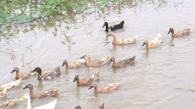 A Flock Of Ducks Swimming In A Natural Body Of Water During The Day