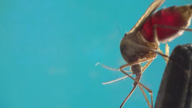 Closeup mosquito abdomen transparent with red blood, side profile on metallic holder highcontrast teal background emphasizes bloodmeal, antennae and feeding appendages sharp in macro focus, suitable