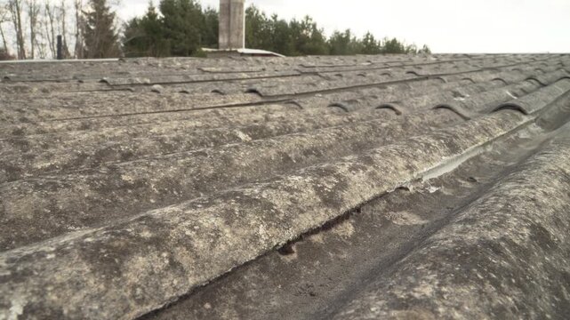 Close-up of aged asbestos cement roofing with moss and lichen growth, highlighting its hazardous material and deteriorated texture under natural daylight.