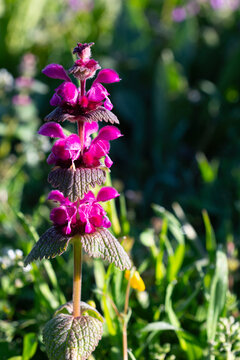 Macro shot of a purple dead-nettle flower blooming in a lush green meadow with soft bokeh.