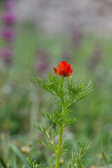 Obraz premium A vibrant red adonis flower blooming alone on its slender, green stem. A macro shot of this rare and aesthetically pleasing plant.