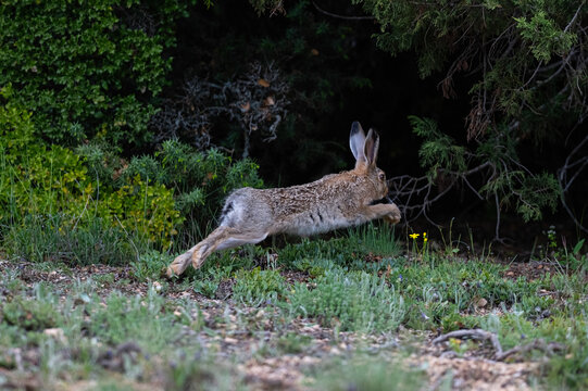 A dynamic moment capturing a wild rabbit leaping high into the air over green meadows at the edge of the forest. A photograph of wildlife and a lively animal in its natural habitat.