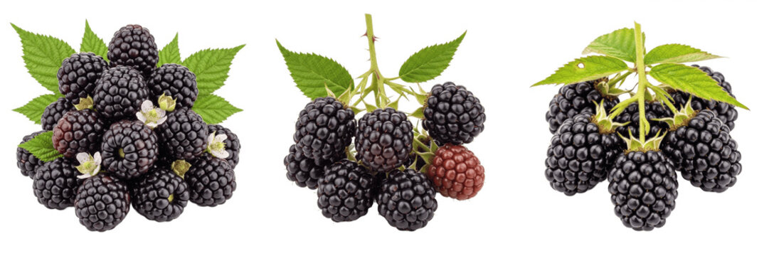 Fresh Blackberry Clusters with Green Leaves and Flowers Isolated on White Background, Ripe Organic Blackberries for Healthy Food Design, Sweet Berry Fruit PNG Elements, Natural Summer Harvest Collecti