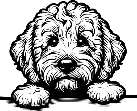 shaggy Goldendoodle peeking SVG cute labradoodle puppy dog vector graphic
