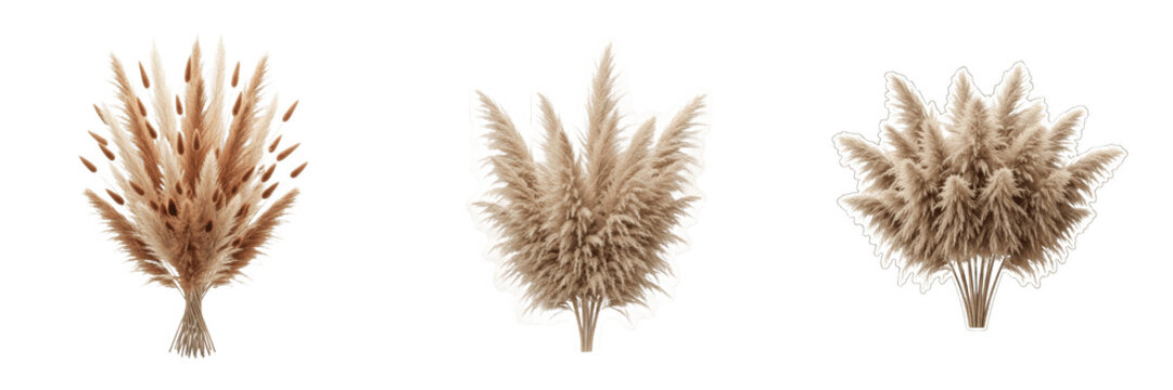Dried Pampas Grass Bouquets Isolated PNG: Fluffy beige ornamental reeds, natural boho chic decor plants, wedding floral arrangement graphic assets