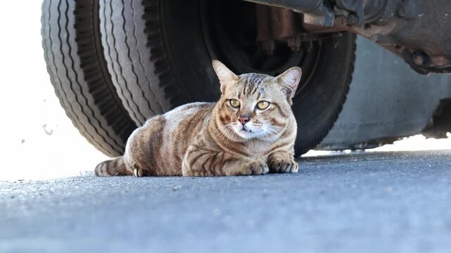 A chubby stray tabby cat resting under a parked car on a public road to stay cool and comfortable, illustrating urban animal life, adaptation, and peaceful moments in everyday city environments.