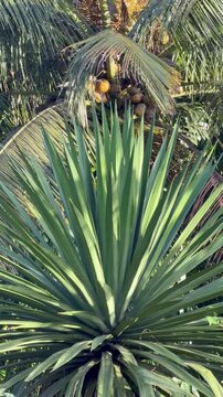 Vertical 4K cinematic shot of a sharp green agave plant with a fruit bearing coconut palm tree in the tropical background