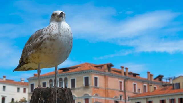 Seagull posing on a venetian pole under blue sky. Venetian waterway featuring seagull perching on weathered wooden pole, framing traditional architecture against blue sky in italian urban landscape