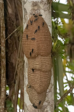 Colm&eacute;ia de marimbondo na floresta