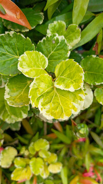 Variegated leaves of a shield aralia plant