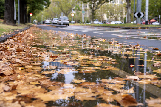Fallen leaves collect in a shallow roadside puddle along a tree-lined St Kilda Road in Melbourne, Australia. Reflections of trees and passing cars in still water. Atmosphere of autumn season.