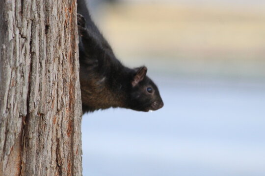 black squirrel looking down from a tree