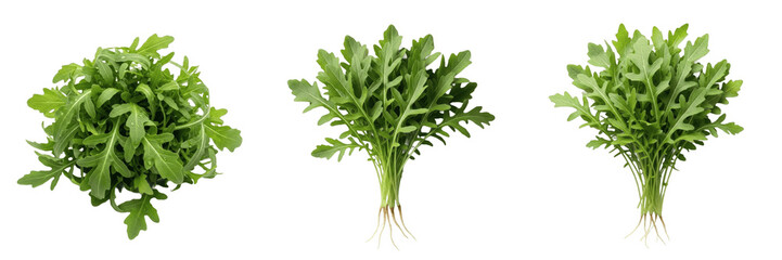 Obraz premium Fresh Green Arugula Leaves Set PNG. Isolated Bunches of Rocket Salad Herb with Roots on Transparent Background. Raw Organic Culinary Ingredient Clipart for Healthy Food Blog, Restaurant Menu, and Groc