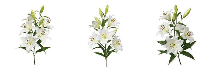 Set of Three Fresh White Lily Flower Stems Isolated on White Background, Elegant Floral Botany Elements for Wedding Design, Romantic Greeting Cards, and High-Quality Decorative Graphic Projects © Rama