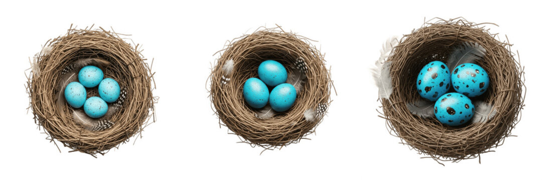 Blue Robin Eggs in Bird Nest PNG Set, Realistic Top View Twig Nest Clipart with Speckled Eggs for Easter Graphics, Spring Season Concepts, and Nature Wildlife Illustration Design Elements Isolated on 