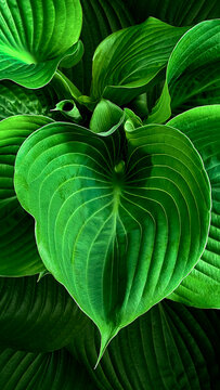 Beautiful colorful hosta leaves