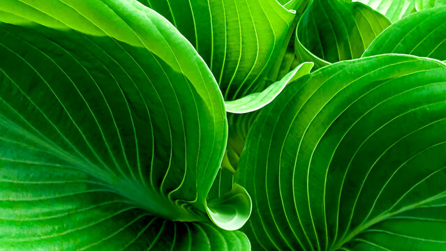 Beautiful colorful hosta leaves