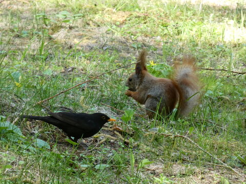 Squirrel and black bird are eating in the green grass. High quality photo